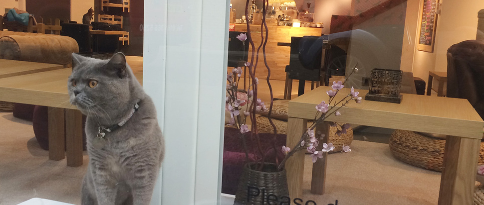  Manchester  s cat  cafe  Why I won t be visiting The Skinny