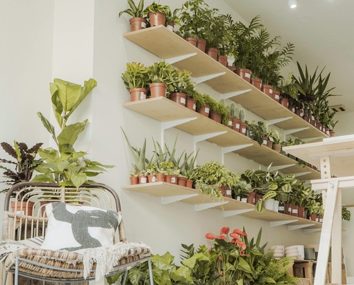 Three shelves covered with small potted plants, with larger plants and a white ladder visible at the bottom of the image.
