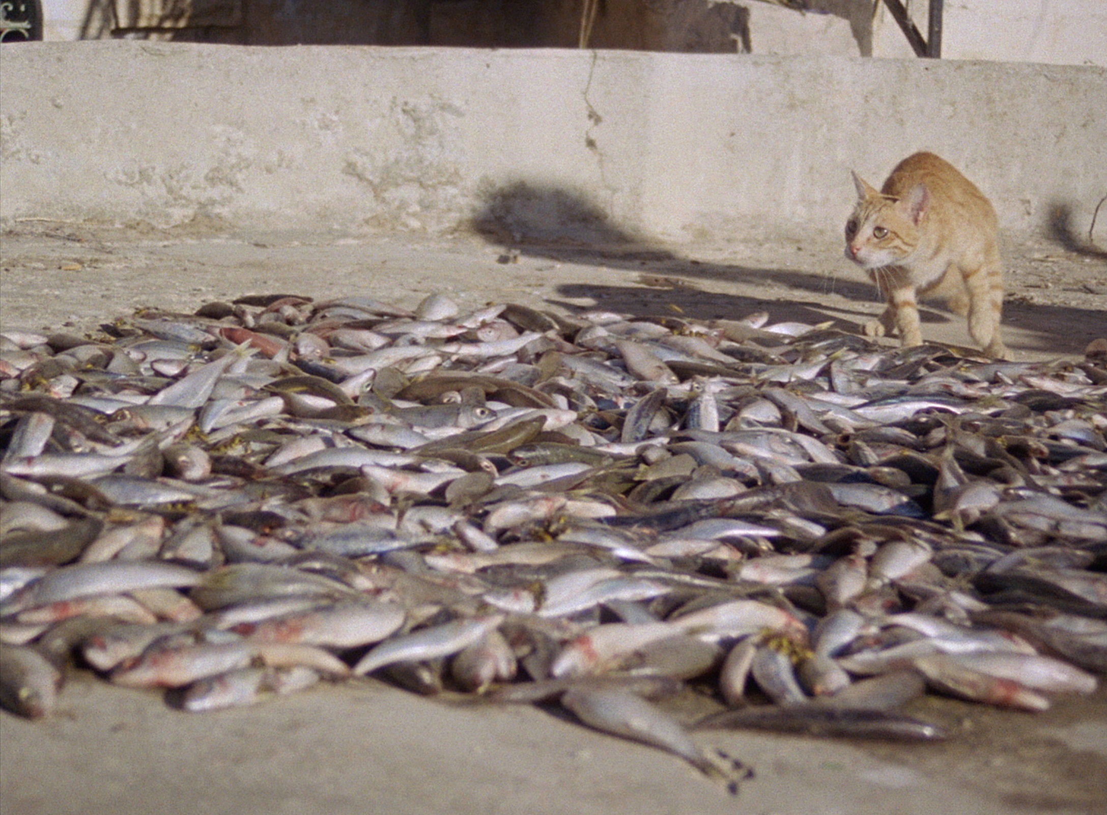 A still from Penelope, with a ginger cat walking across a paved area covered with fish.