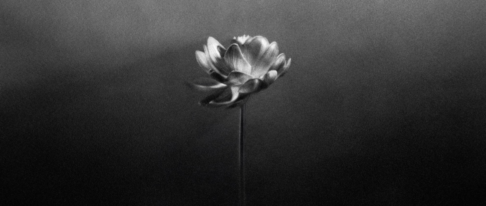 Little Simz – Lotus