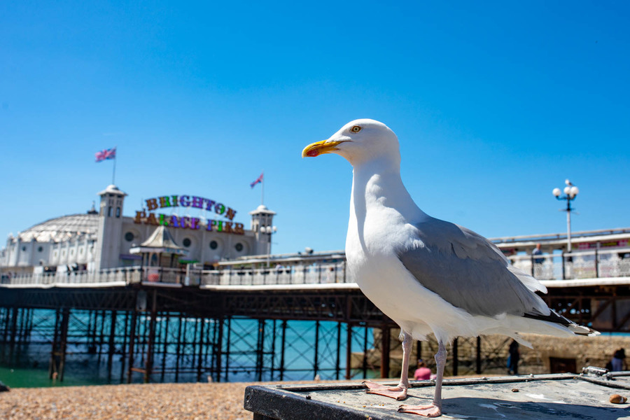 Seagull @ The Great Escape 2025