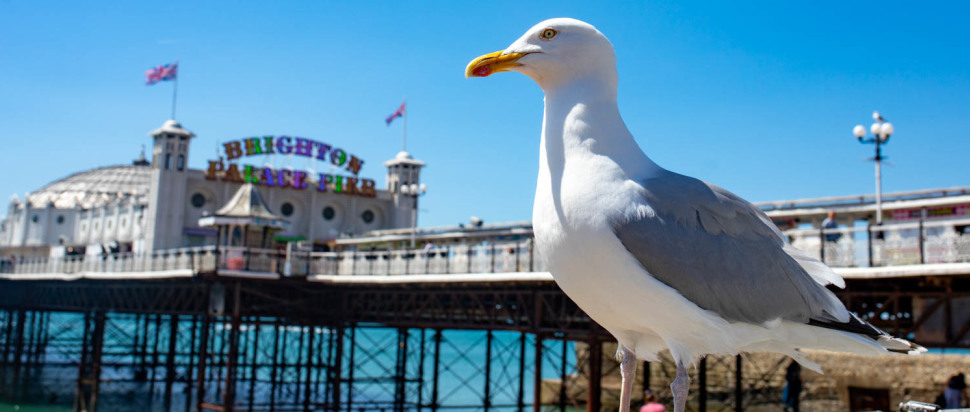 Seagull @ The Great Escape 2025