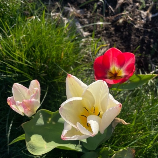 Photo of a flowerbed.