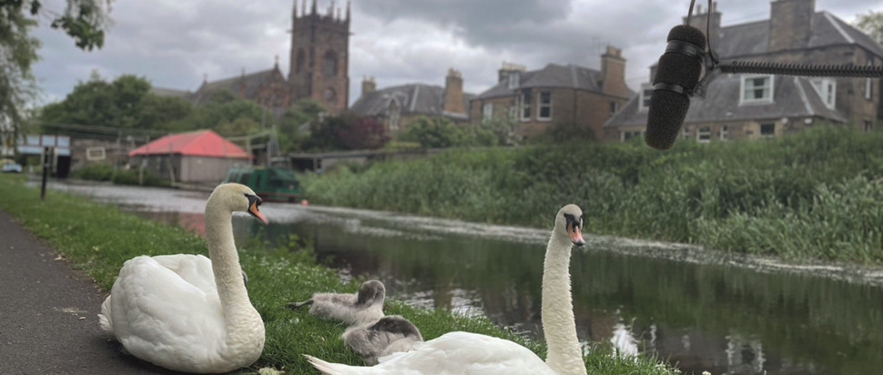 Union Canal Swans