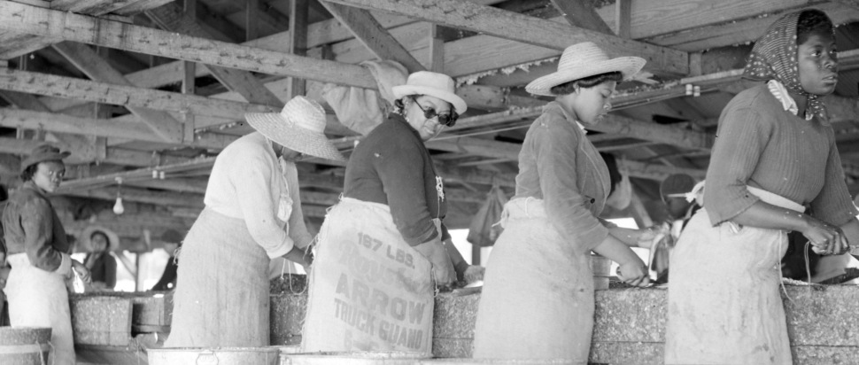 Red Herring - North Carolina Archives