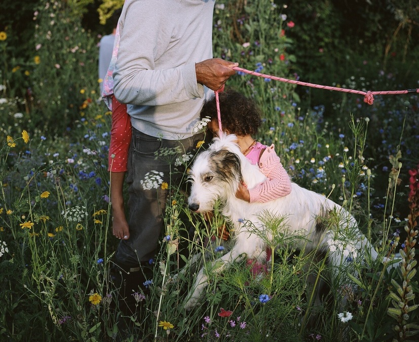Photograph of an adult, two children and a dog walking through tall flowers and grasses.