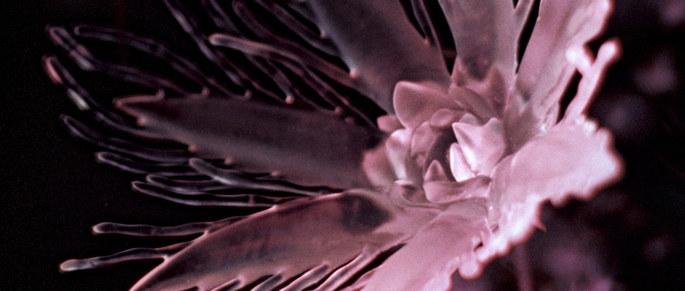 Dania – Listless