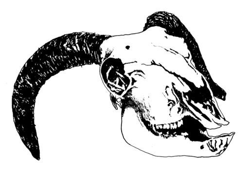 Black and white drawing of a ram skull with horns.
