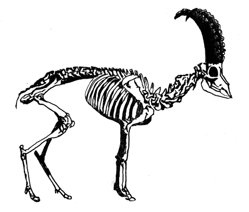 A black and white drawing of a horned animal skeleton.