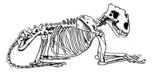 A black and white drawing of a cat's skeleton, lying down.