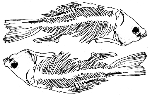 A black and white drawing of two fish skeletons.