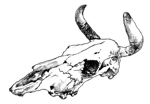 Black and white drawing of an animal skull.