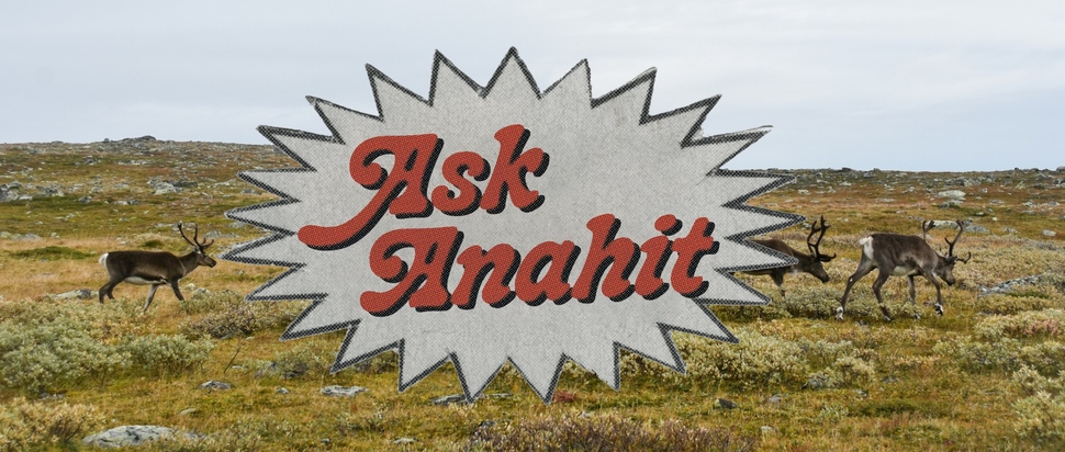 Ask Anahit Christmas Special