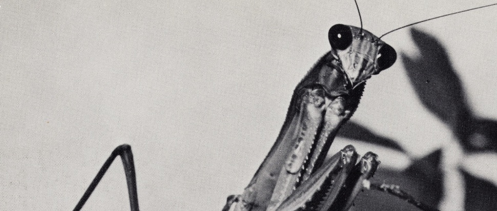 Courtney Barnett – Creature of Habit