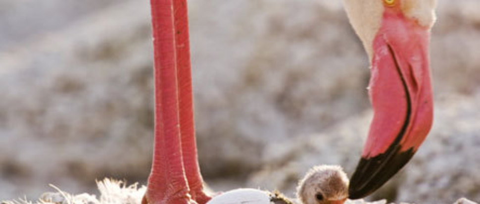 lake natron deaths lake natron deaths
