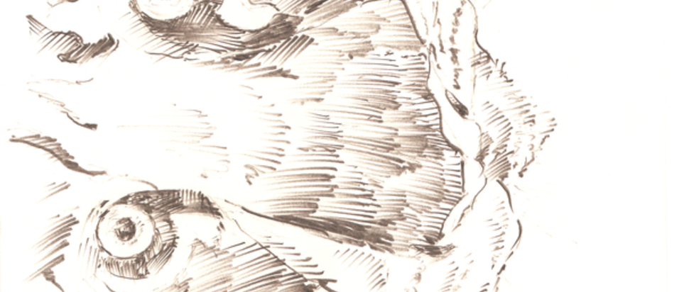 Edwyn Collins Wildlife 1 The Skinny